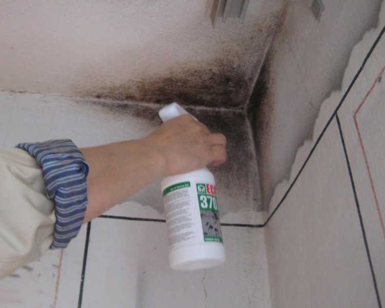 Как избавиться от плесени и грибка в квартире на стенах. потолке - стэл-инвест