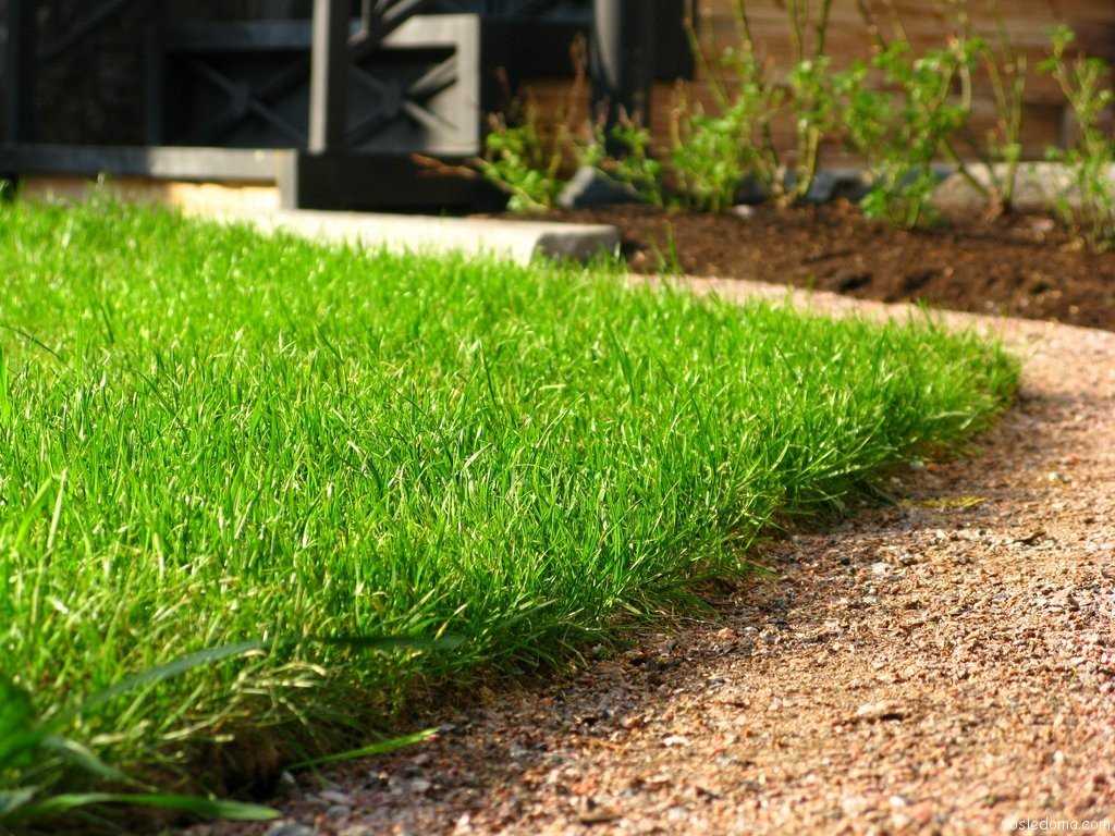 Как сделать хороший опрятный газон на даче своими руками: правила посадки