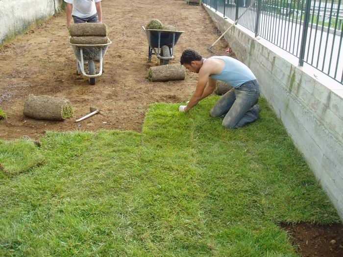 Делаем газон на даче своими руками - поэтапные инструкции