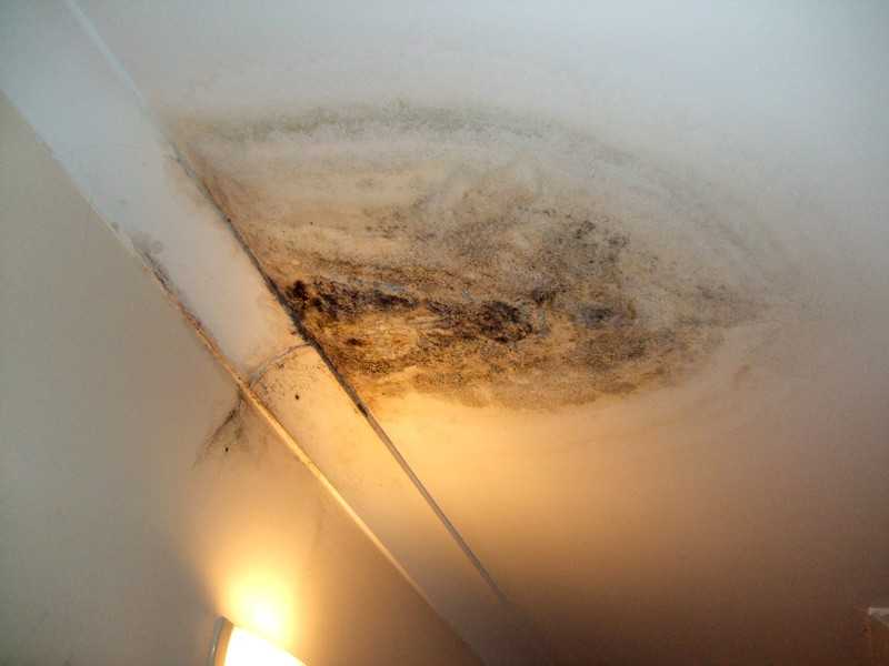 Как избавиться от грибка на потолке: появилась черная плесень на потолке в квартире, что делать, чем обработать потолок в углу комнаты, средство от грибка, антисептик
