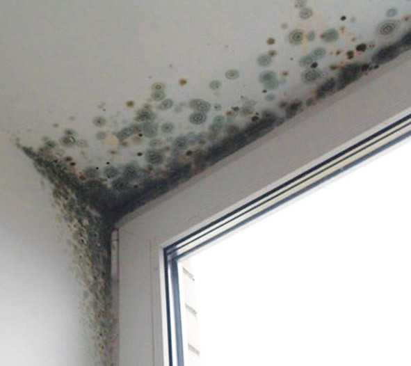 Как избавиться от грибка на потолке – полезные советы