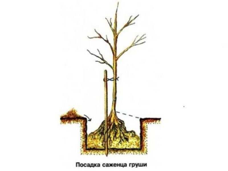 Как правильно посадить яблоню весной, в том числе посадка саженцами, пошаговое руководство, схема, инструкция, как сажать на украине + видео