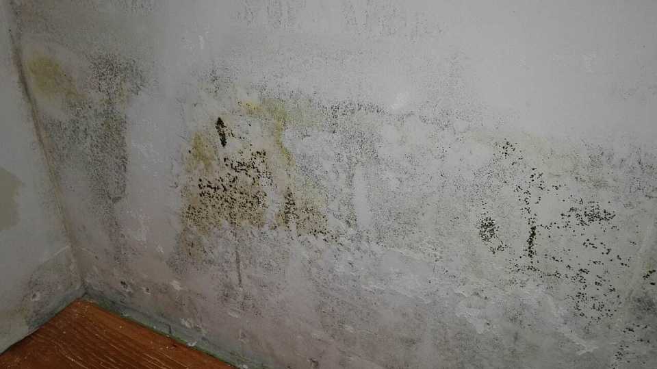 Чем убрать плесень со стен в квартире навсегда народными средствами