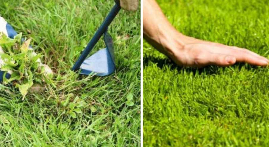 Как сделать газон своими руками: особенности укладки  (51 фото): какую траву для ландшафтного дизайна посадить на даче своими руками