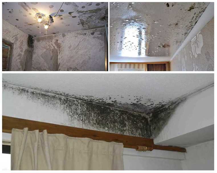 Как избавиться от грибка на потолке: появилась черная плесень на потолке в квартире, что делать, чем обработать потолок в углу комнаты, средство от грибка, антисептик